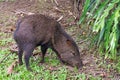 Collared peccary Pecarui tajacu, from Costa Rica Royalty Free Stock Photo