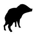 Collared Peccary Silhouette Royalty Free Stock Photo