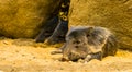 Collared peccary sleeping with 2 other peccaries in the background, Tropical animal specie from America Royalty Free Stock Photo