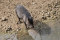 Collared peccary closeup Royalty Free Stock Photo