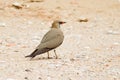 Collared Pratincole Royalty Free Stock Photo
