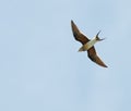 Collared Pratincole Royalty Free Stock Photo