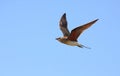 Collared pratincole in flight Royalty Free Stock Photo