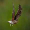 Collared pratincole in flight with blurred green backdrop. Royalty Free Stock Photo