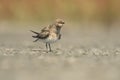 Collared Pratincole Glareola pratincola