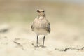 Collared Pratincole Glareola pratincola