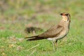 Collared Pratincole Glareola pratincola