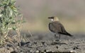 Collared pratincole, Glareola pratincola Royalty Free Stock Photo