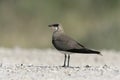 Collared pratincole, Glareola pratincola Royalty Free Stock Photo