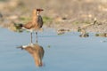 Collared Pratincole Glareola pratincola sits on the shore of the pond Royalty Free Stock Photo