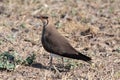 Collared pratincole (Glareola pratincola) in steppe habitats