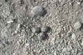 Collared pratincole, Glareola pratincola Royalty Free Stock Photo