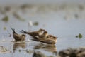 Collared pratincole, (Glareola pratincola) in the wild Royalty Free Stock Photo