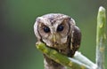 Collared Scops Owl birds Royalty Free Stock Photo