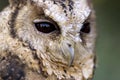 Collared Scops Owl Face Detail