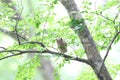 Collared Scops Owl