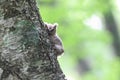 Collared Scops Owl