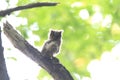 Collared Scops Owl