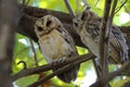 Collared scops owl Otus sagittatus Beautiful Birds of Thailand Royalty Free Stock Photo