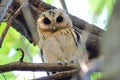 Collared scops owl Otus sagittatus Beautiful Birds of Thailand Royalty Free Stock Photo