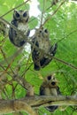 Collared scops owl Otus sagittatus Royalty Free Stock Photo