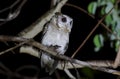 Collared scops owl Otus sagittatus Royalty Free Stock Photo