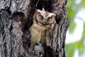 Collared scops owl Otus sagittatus Cute Birds Sleeping Royalty Free Stock Photo