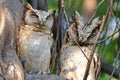 Collared scops owl Otus sagittatus Cute Birds of Thailand Royalty Free Stock Photo