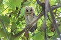 Collared scops owl Otus sagittatus Cute Birds of Thailand Royalty Free Stock Photo