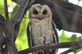 Collared scops owl Otus sagittatus Cute Birds of Thailand Royalty Free Stock Photo