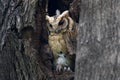 Collared scops owl Otus sagittatus Cute Birds in Tree hollow Royalty Free Stock Photo