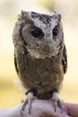 Collared Scops Owl