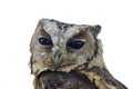 Collared Scops Owl on white