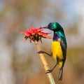 Collared Sunbird flower