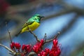 Collared Sunbird in Kruger National park, South Africa