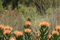 Collared sunbird on pincushion protea