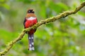 Collared Trogon - Trogon collaris Royalty Free Stock Photo