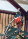 Collared Trogon (Trogon collaris) - Exotic Avian Beauty Royalty Free Stock Photo