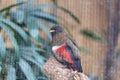 Collared Trogon (Trogon collaris) - Exotic Avian Beauty Royalty Free Stock Photo