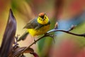 Collared whitestart, Myioborus torquatus, yellow grey red birs in the nature flower habitat. Collared redstart, tropical New World