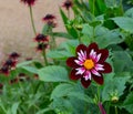 Collarette Dahlia Mary Eveline Maroon Royalty Free Stock Photo