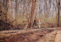 Collarwali tigress with cub.