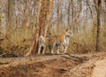 Collarwali tigress with cub