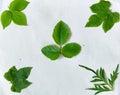 Collation Of Green Leaf With White Background Royalty Free Stock Photo