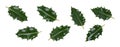 A collction of large sized green spiky holly leaves for Christmas decoration