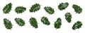 A collction of medium sized green spiky holly leaves for Christmas decoration