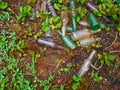 A COLLECTION OF DISCARDED EMPTY GLASS BOTTLES BETWEEN VEGETATION