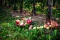 We collect apples. Basket of ripe fruits on an apple plantation Royalty Free Stock Photo