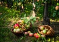 We collect apples. Basket of ripe fruits on an apple plantation Royalty Free Stock Photo