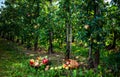 We collect apples. Basket of ripe fruits on an apple plantation Royalty Free Stock Photo